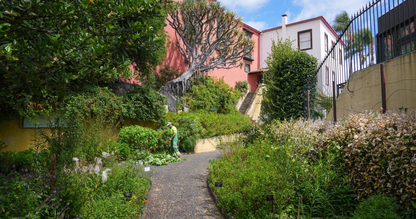 ‘Perdidos e Achados’: Jardim com cura para tudo plantado no centro da cidade (com fotos)