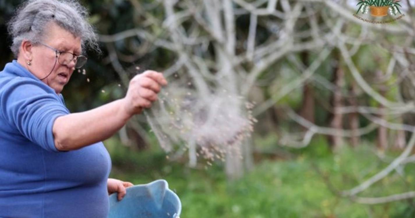 Veja o semear do trigo em Santana numa tradição que junta pequenos e graúdos (com fotos e vídeo)