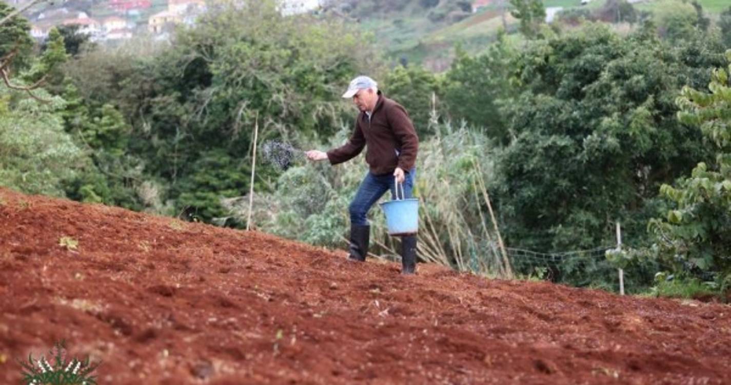 Veja o semear do trigo em Santana numa tradição que junta pequenos e graúdos (com fotos e vídeo)
