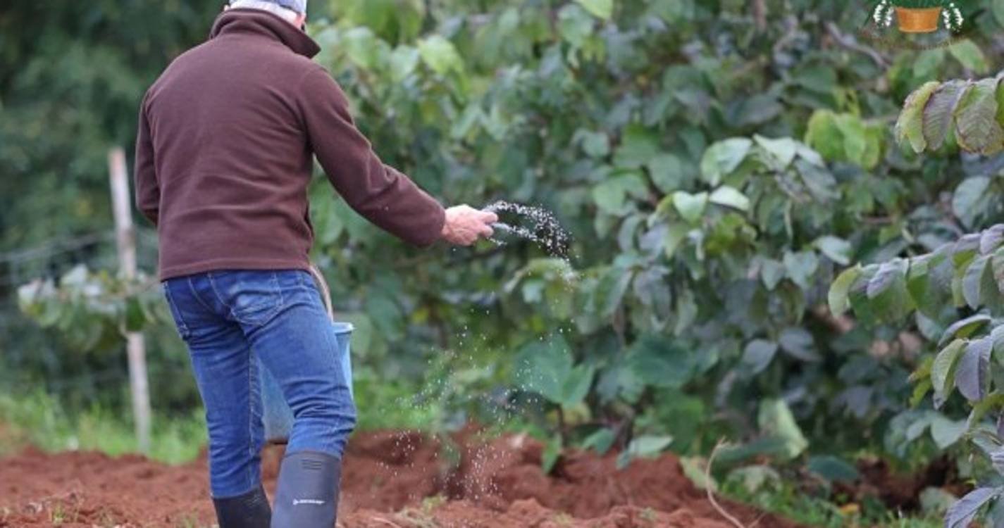 Veja o semear do trigo em Santana numa tradição que junta pequenos e graúdos (com fotos e vídeo)