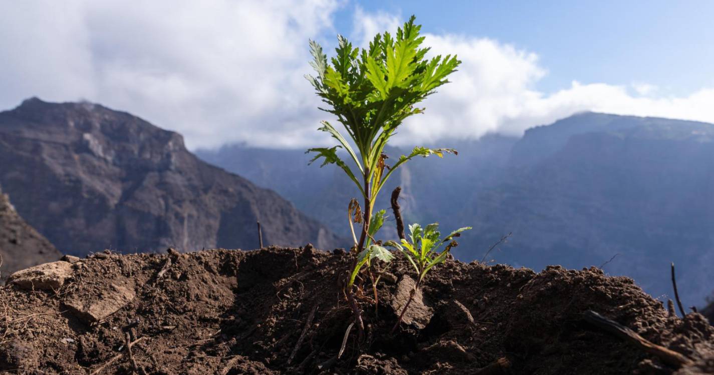 Operação “Terra Queimada” com suspeitas de fraude na obtenção de fundos na Madeira