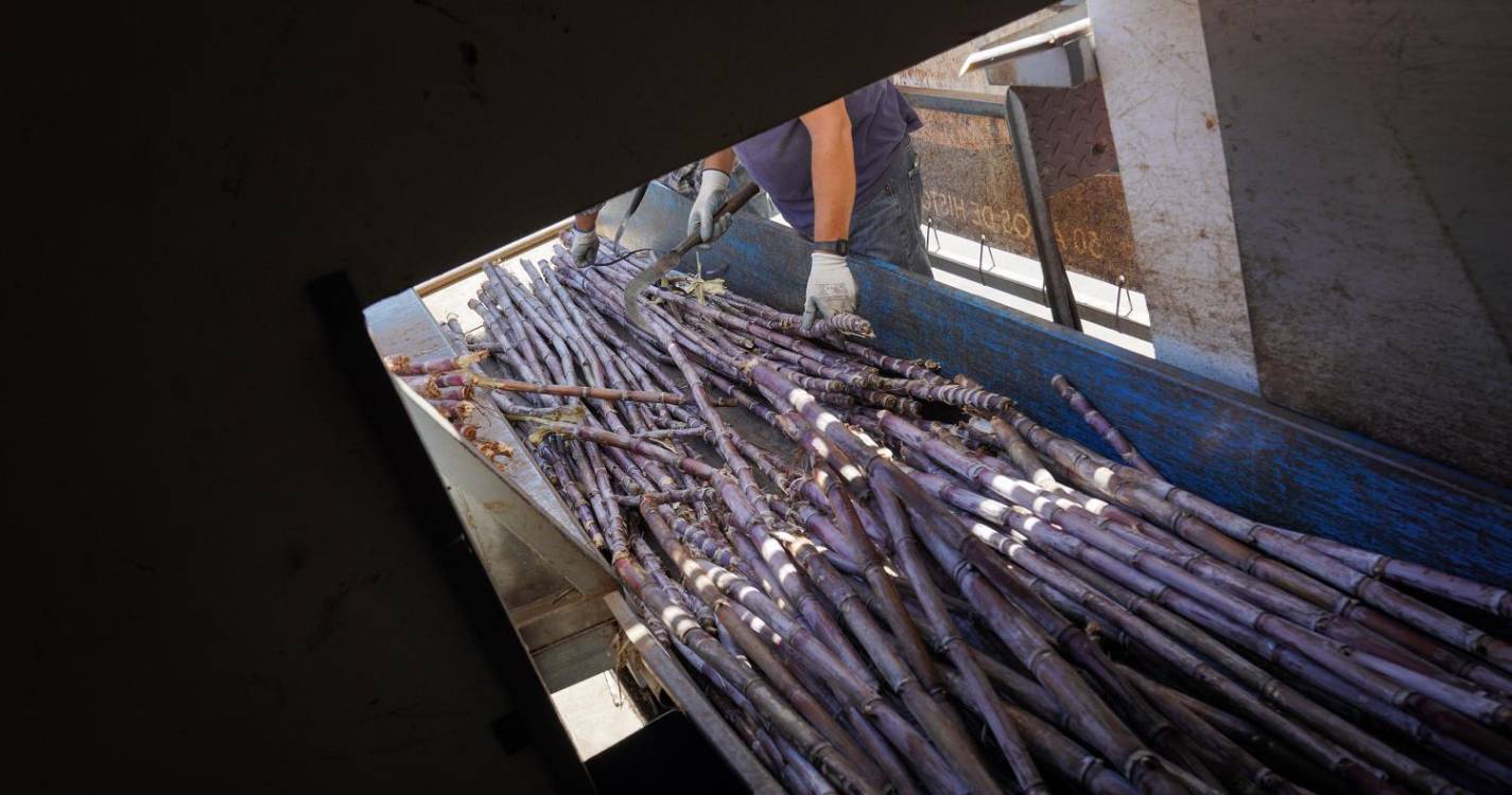 Secretaria da Agricultura diz que “formalismos para atribuição de apoio a produtores de cana-de-açúcar estão em marcha”