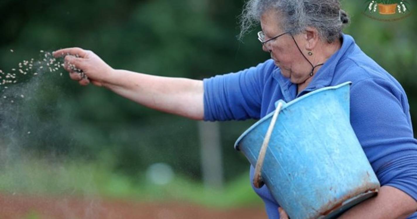 Veja o semear do trigo em Santana numa tradição que junta pequenos e graúdos (com fotos e vídeo)