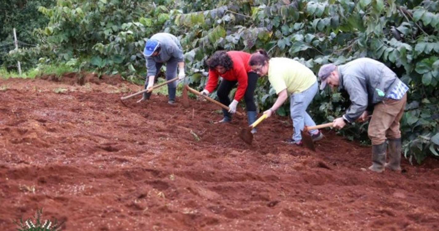 Veja o semear do trigo em Santana numa tradição que junta pequenos e graúdos (com fotos e vídeo)