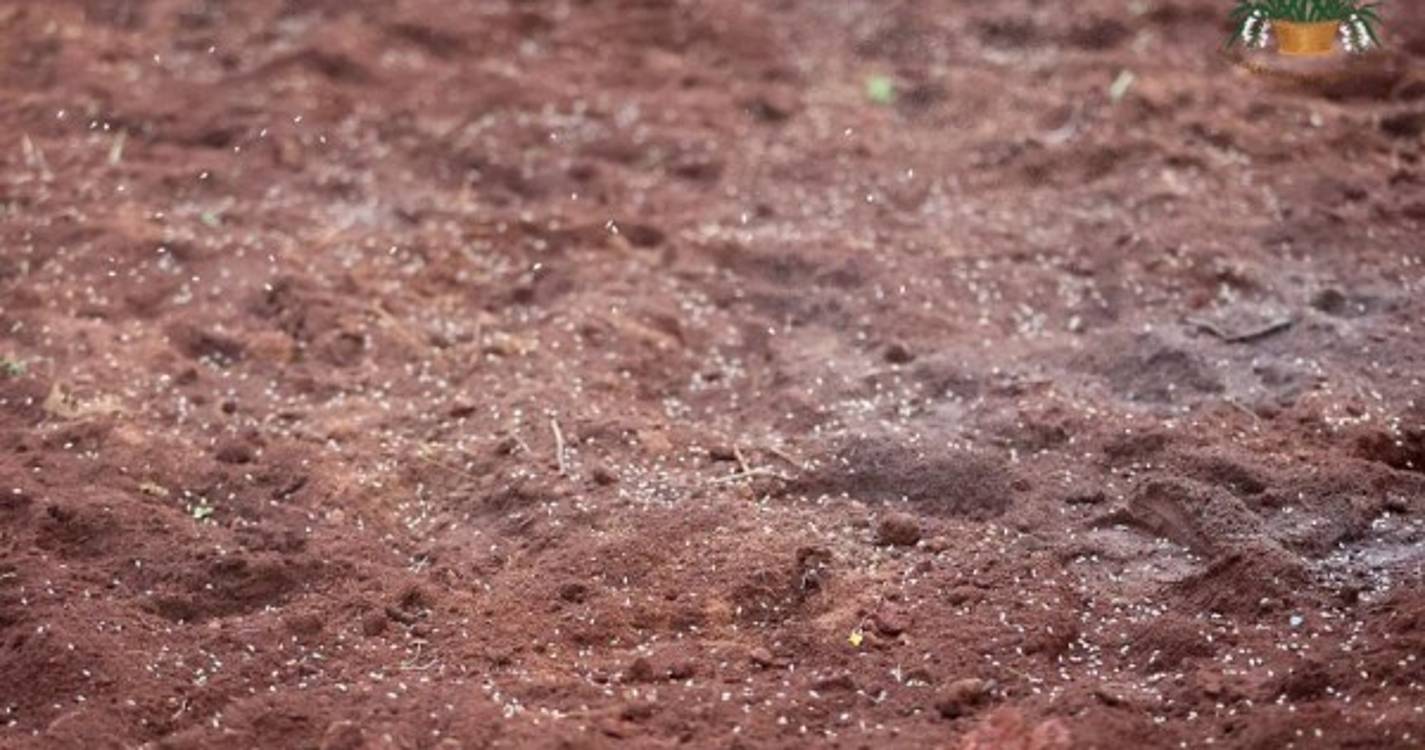 Veja o semear do trigo em Santana numa tradição que junta pequenos e graúdos (com fotos e vídeo)