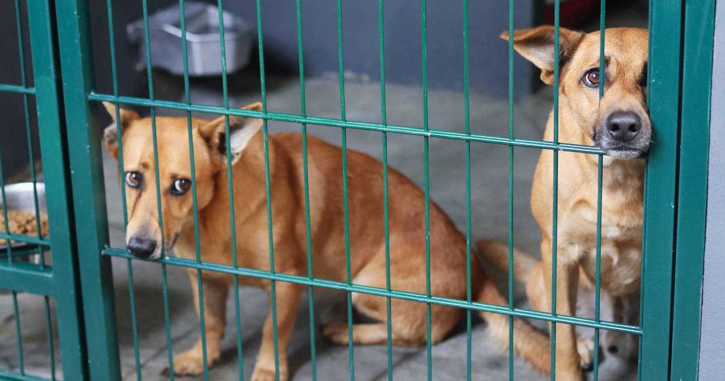 Cães irmãos entregues à própria sorte com falecimento do dono (com vídeo)