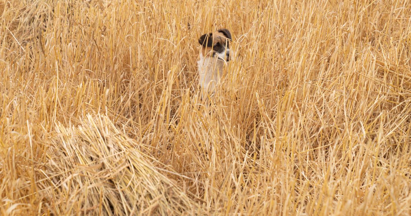 Confirmado primeiro caso de híbrido de lobo e cão na Grécia