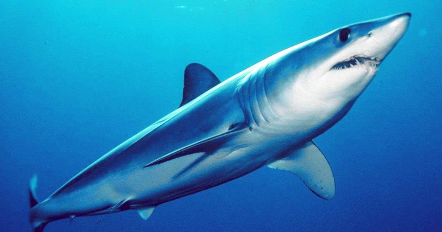 ONG Animal queixa-se a Ministério Público de morte de tubarão nos Açores
