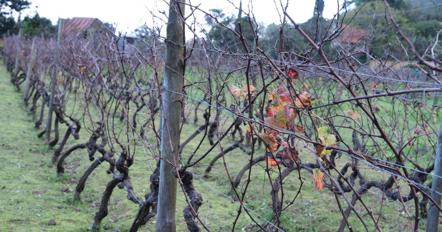 IVBAM promove ações sobre o ‘Repouso Vegetativo da Videira’
