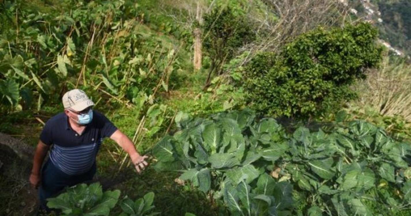 Setor agrícola a crescer rende 105 milhões de euros