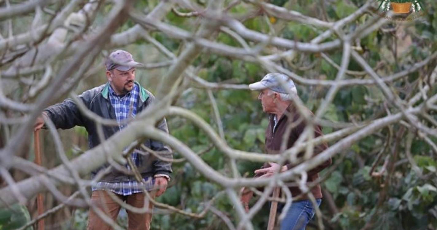 Veja o semear do trigo em Santana numa tradição que junta pequenos e graúdos (com fotos e vídeo)