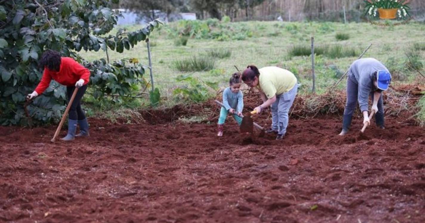 Veja o semear do trigo em Santana numa tradição que junta pequenos e graúdos (com fotos e vídeo)