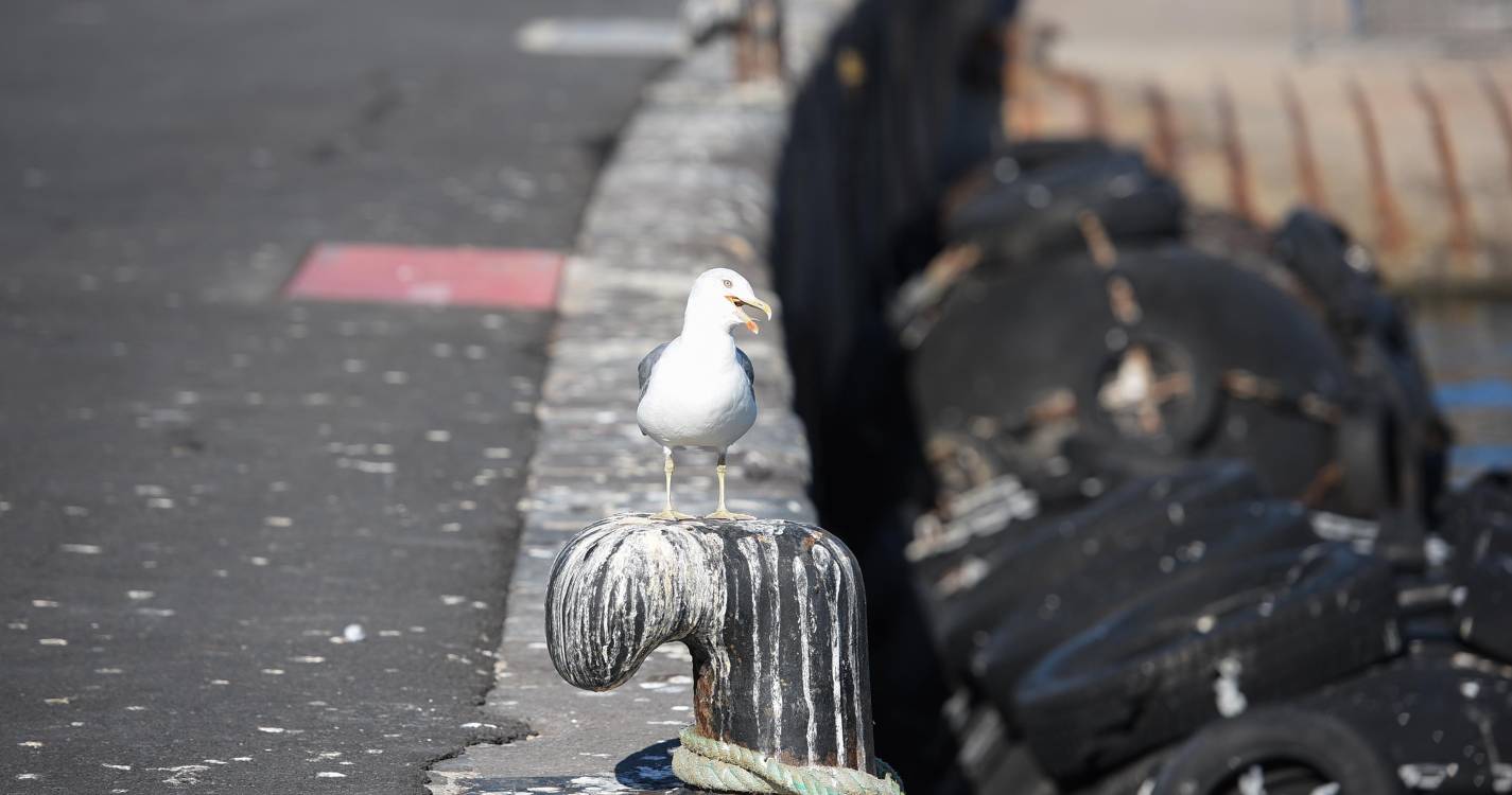 Gripe das aves chega à Madeira pela primeira vez