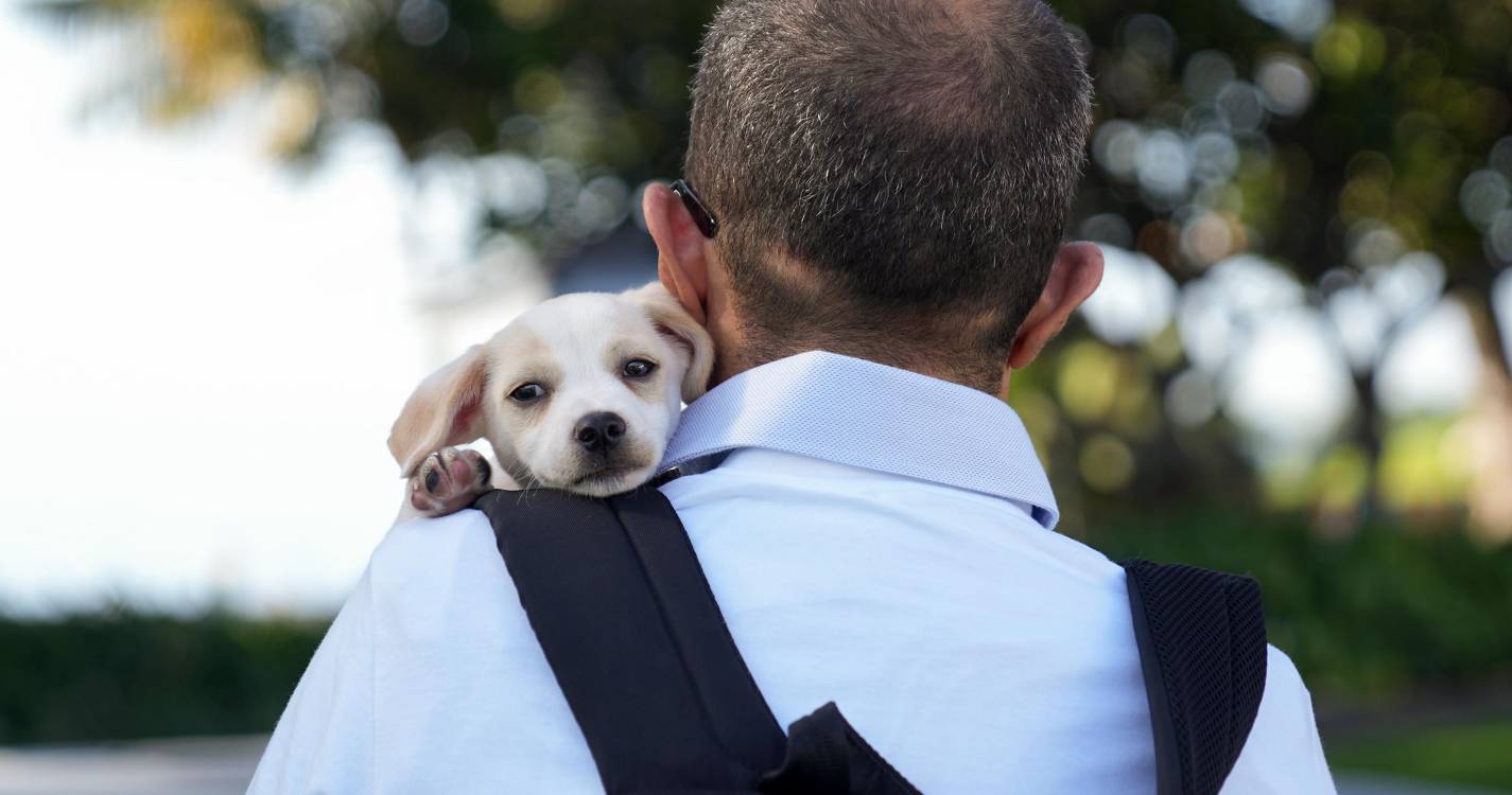 Animalife lança campanha nacional contra o abandono de animais