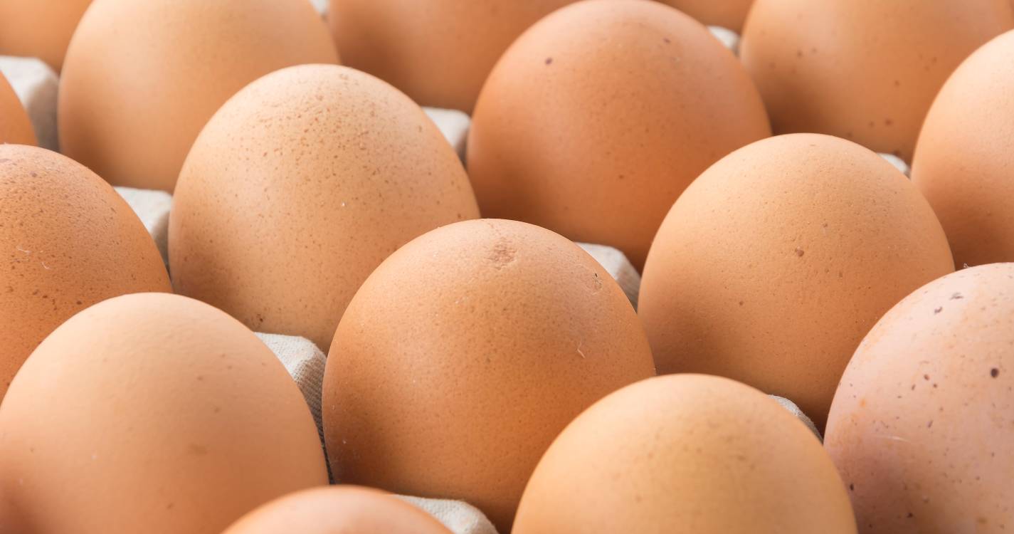 Mais produção de ovos e pesca descarregada, menos abate de frango e de gado