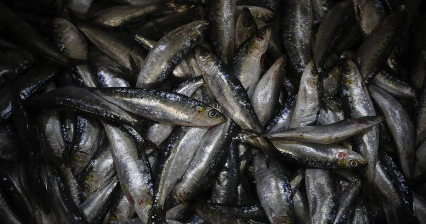 Pescadores voltam a capturar sardinhas a partir de hoje