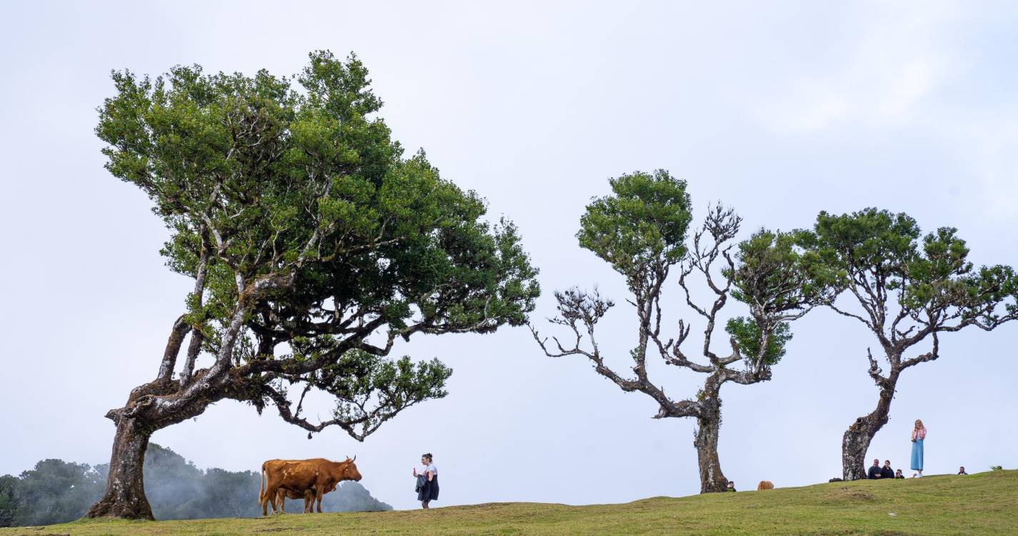 Um terço das espécies de árvores no mundo está sob ameaça