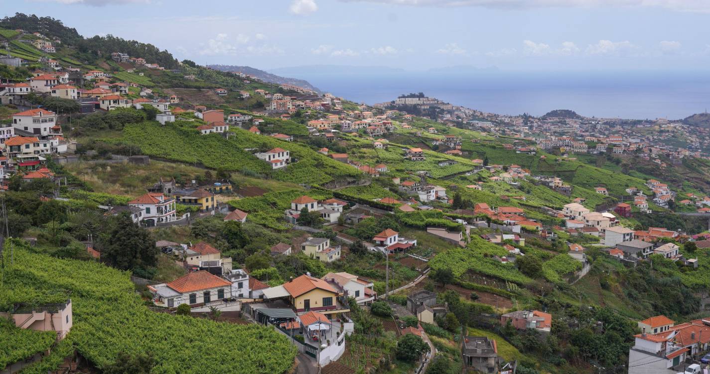 Junta ajuda a combater praga de ratos que afeta agricultura no Estreito de Câmara de Lobos