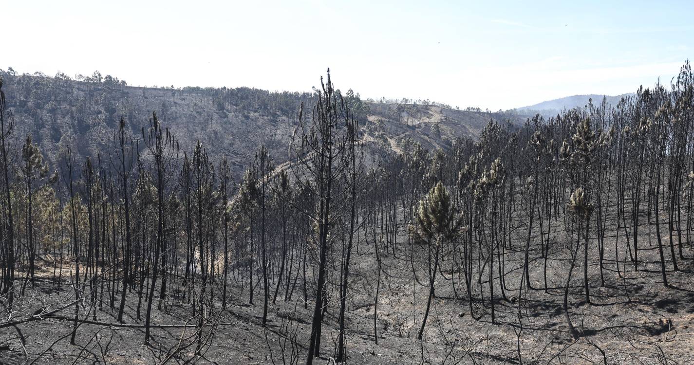 Rede organiza manifestações no país contra incêndios e eucaliptais