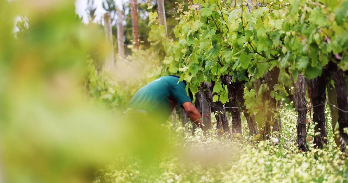 IVBAM promove ações de esclarecimento para viticultores da Região