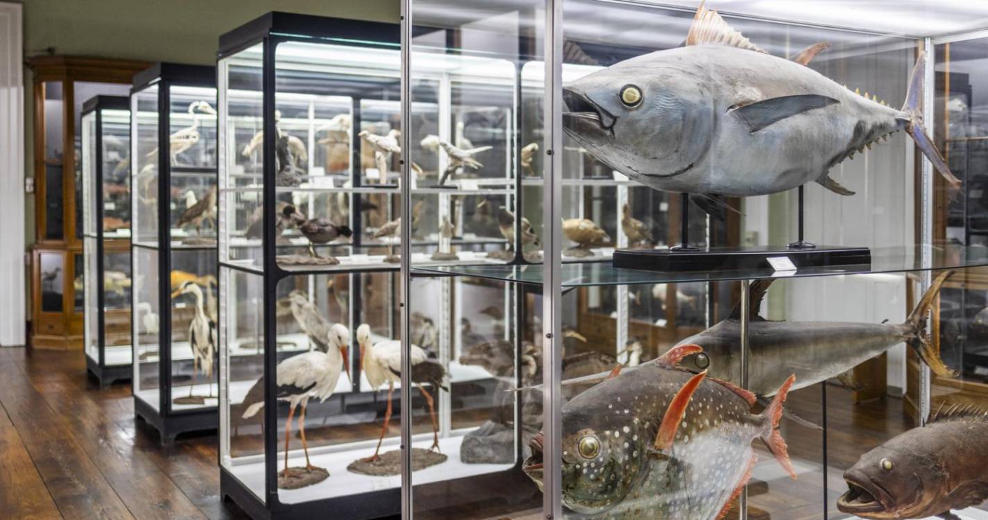 Câmara do Funchal organiza conjunto de iniciativas para assinalar Dia Internacional dos Museus
