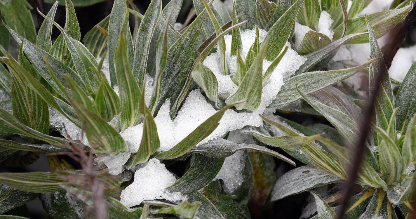 Neve deverá cair nos pontos mais altos da ilha esta quarta-feira