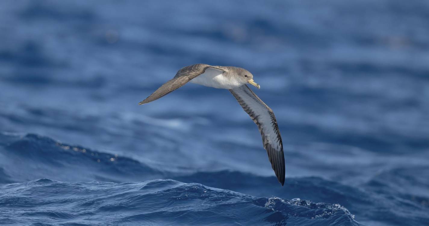SPEA-BirdLife reforça combate ao lixo marinho através do projeto CircularOcean