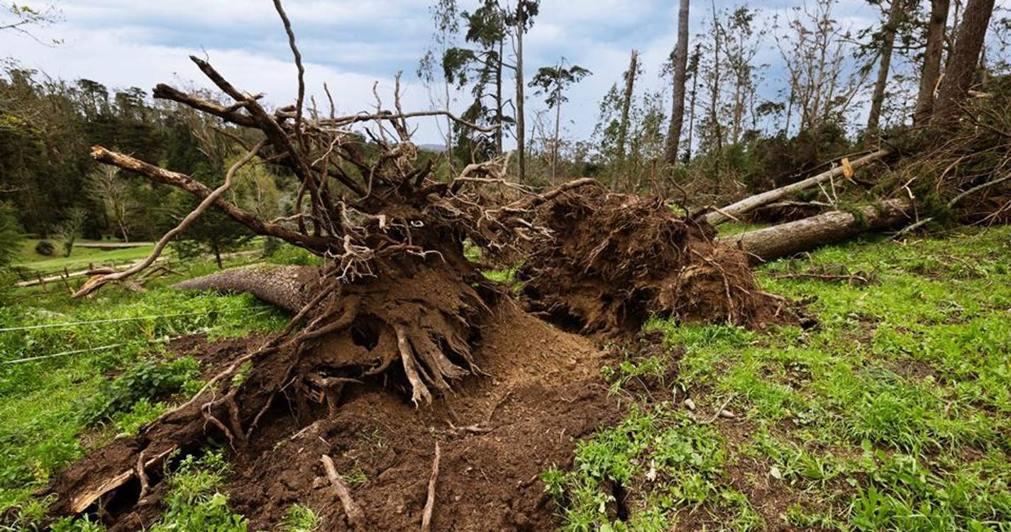 Mau tempo: Câmara de Sintra avisa para encerramento “por tempo indeterminado” no perímetro florestal
