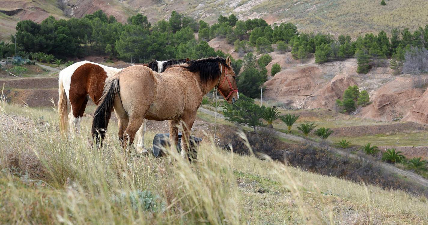 CRESCER promove dois eventos no Porto Santo dedicados ao desenvolvimento infantil