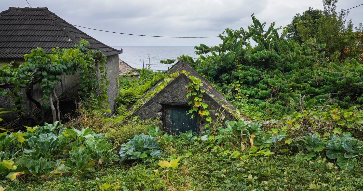 VAB do ramo agrícola cresceu 8,9% e atingiu 78,1 milhões de euros