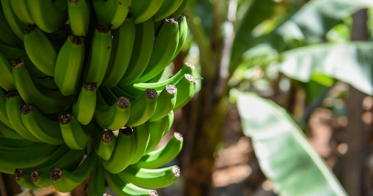 Agricultura com quebras na comercialização de banana, produção de ovos e abate de animais