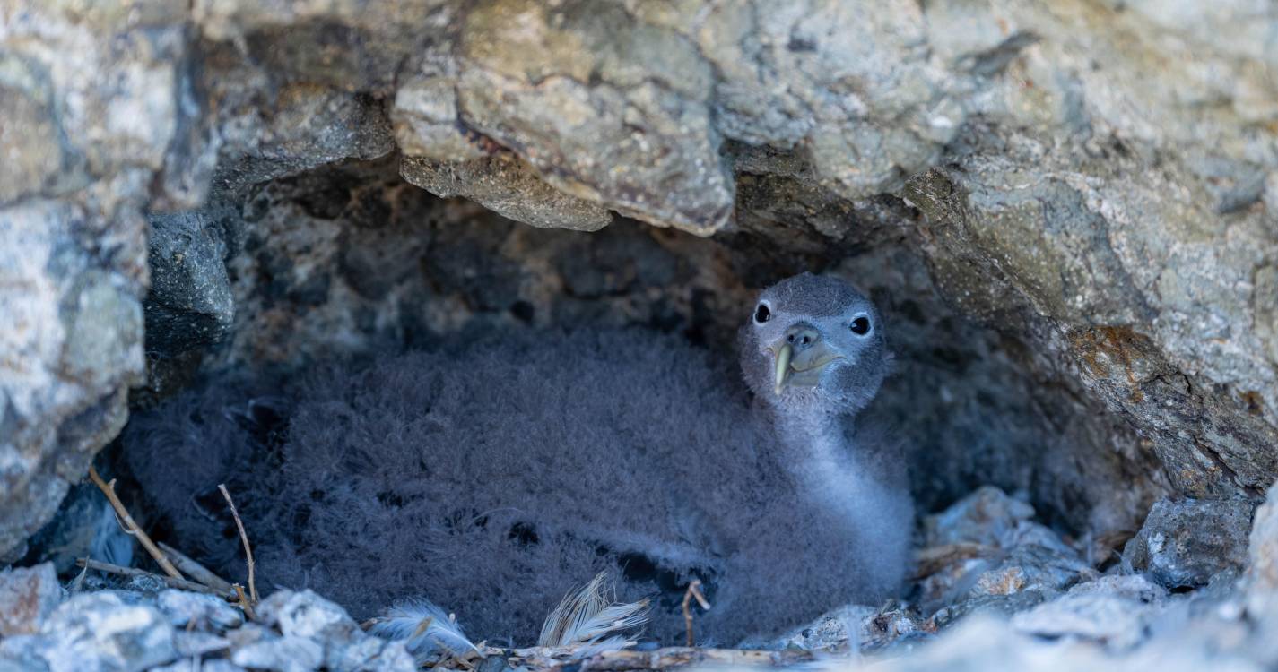 Três municípios da Madeira avançam com planos diretores de iluminação