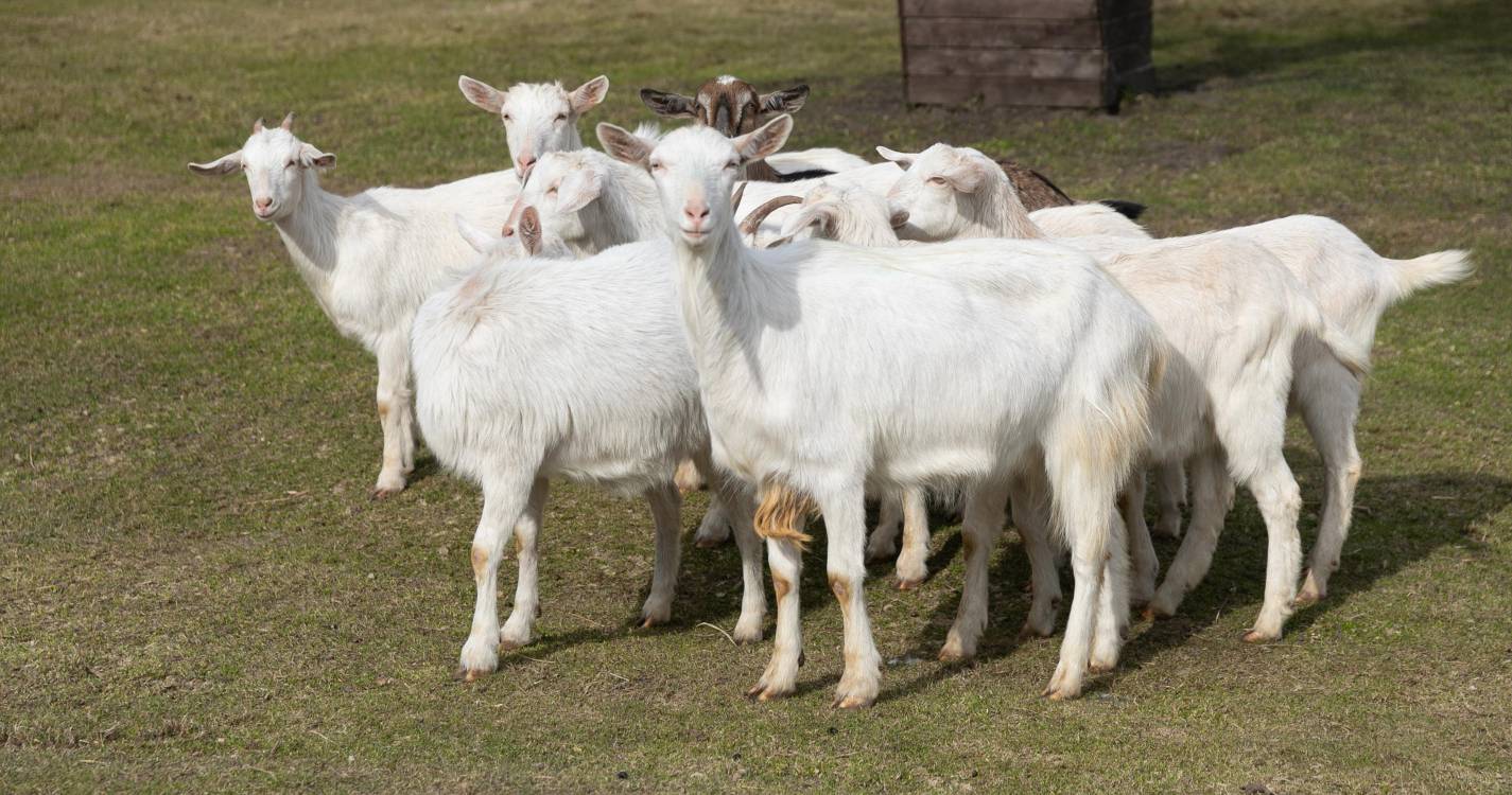 Cabra invade stand no Caminho do Pilar e provoca danos em viaturas
