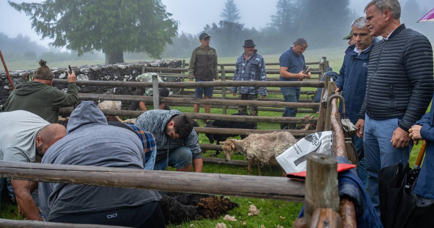Governo valoriza pastorícia tradicional e sustentável