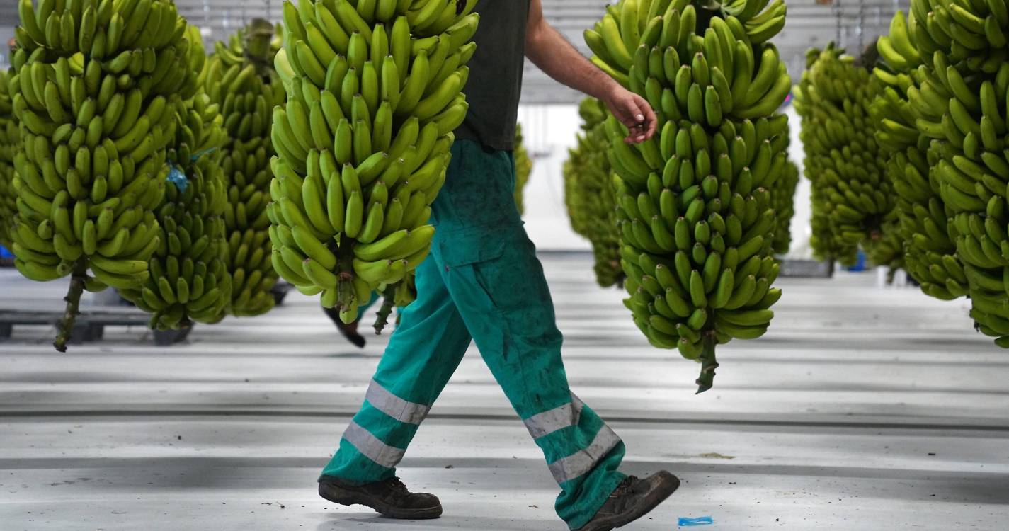 “Banana sem seguro por culpa da GESBA”, acusa JPP