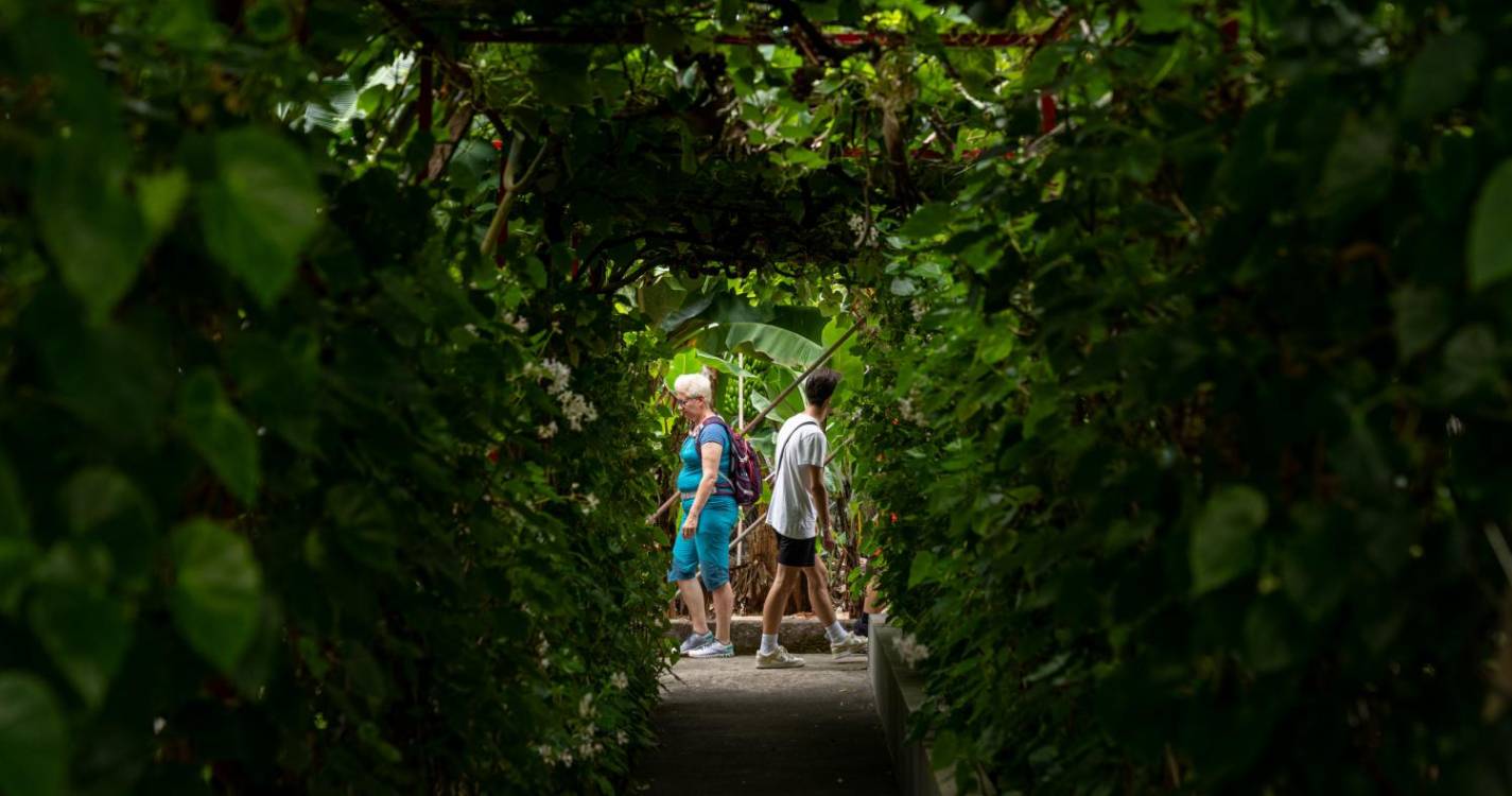 Passeio pelas artérias do “coração da banana” na Madalena do Mar