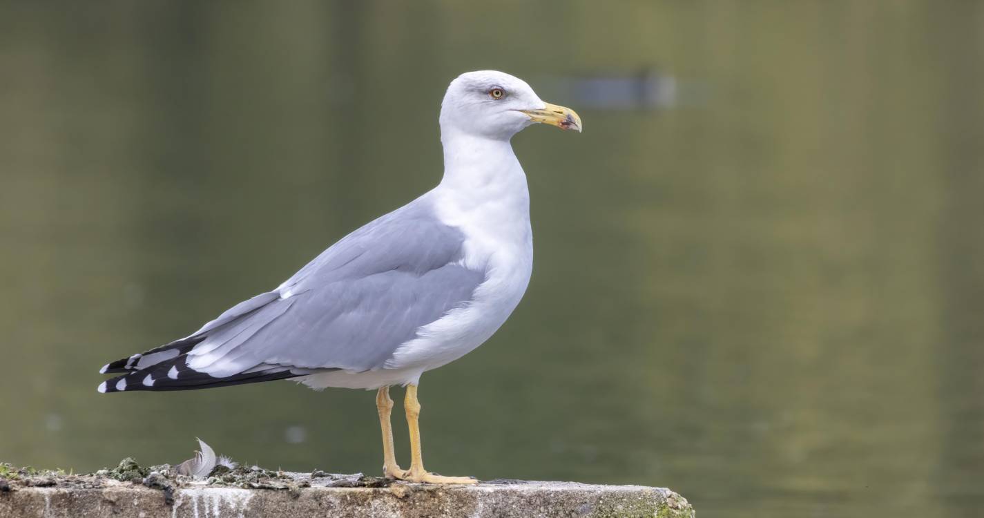 Gripe das aves: Caso da Madeira é também o primeiro de um subtipo do vírus