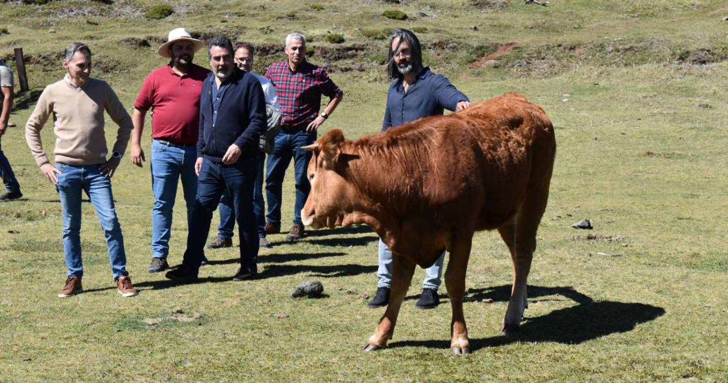 Governo Regional apoia Associações de Criadores de Gado com 10 mil euros