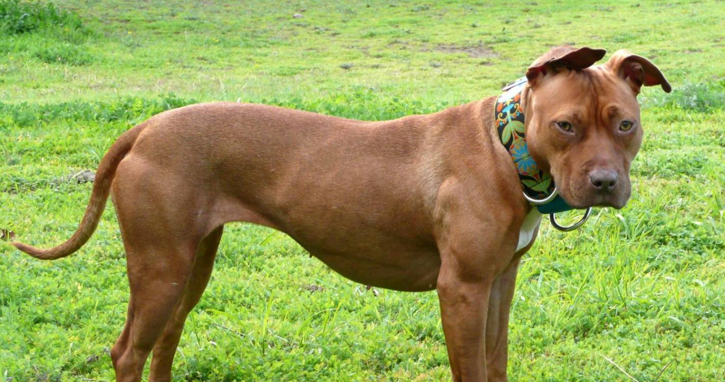 Ataque de pitbulls mata bebé em Itália e deixa a mãe ferida