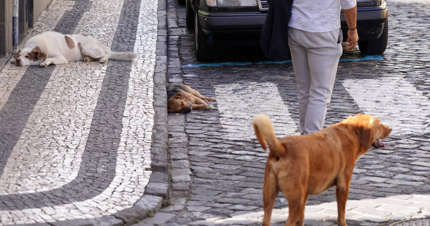 Polícias identificaram numa década 3.014 pessoas suspeitas de abandonarem animais