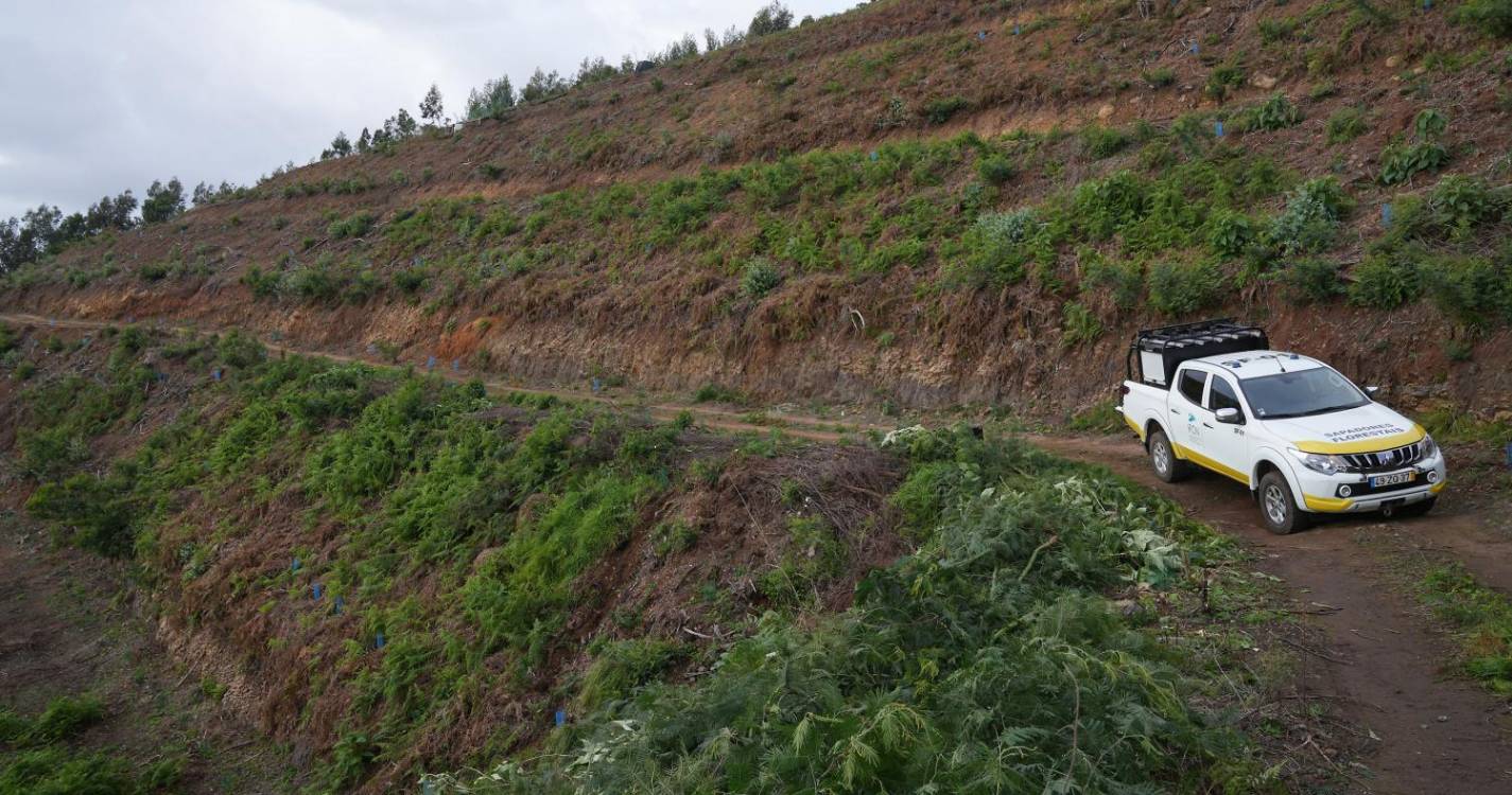 IFCN interrompe cedência de árvores e ramagens habitualmente utilizadas para decorações de Natal