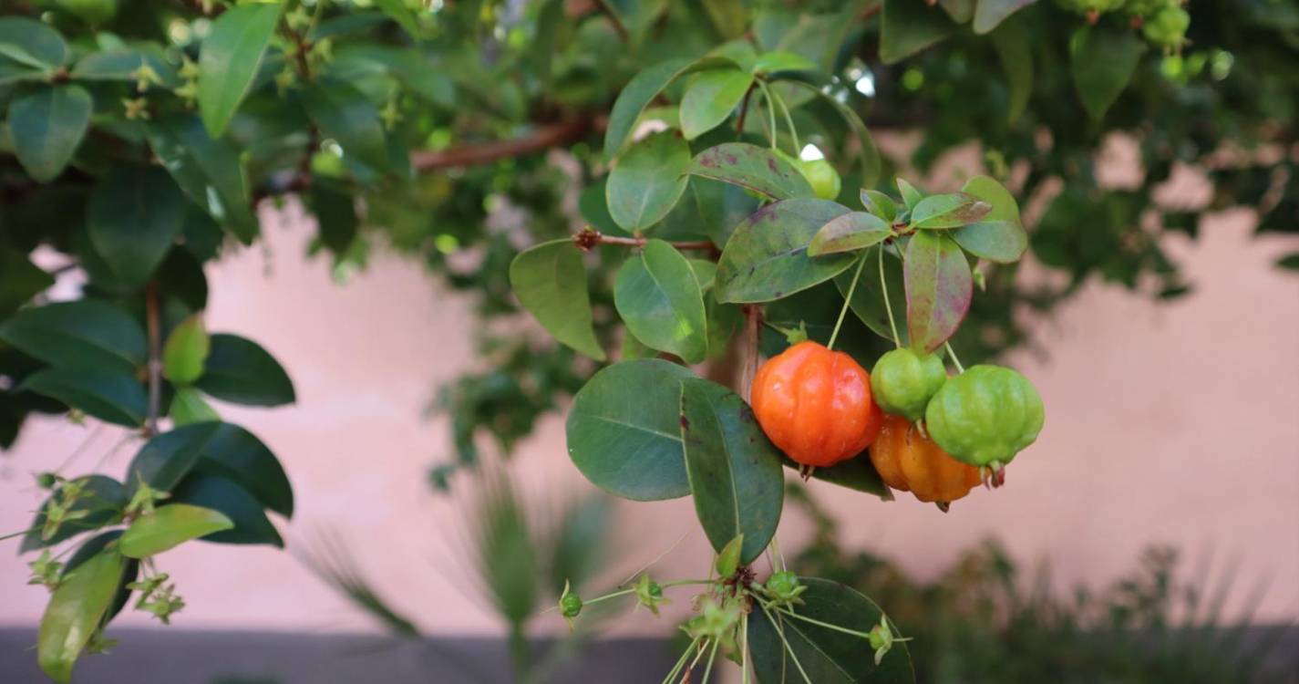 “Os frutos do nosso jardim” dá o mote a oficina para adultos no Museu Etnográfico da Madeira