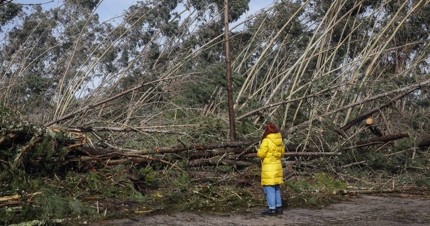 Mau tempo: Proteção civil registou 263 ocorrências entre as 00:00 e as 08:00