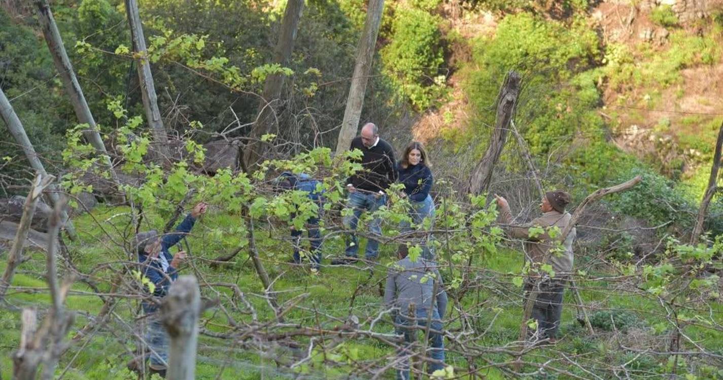 São Jorge acompanha IVBAM na monitorização da poda da Malvasia Branca