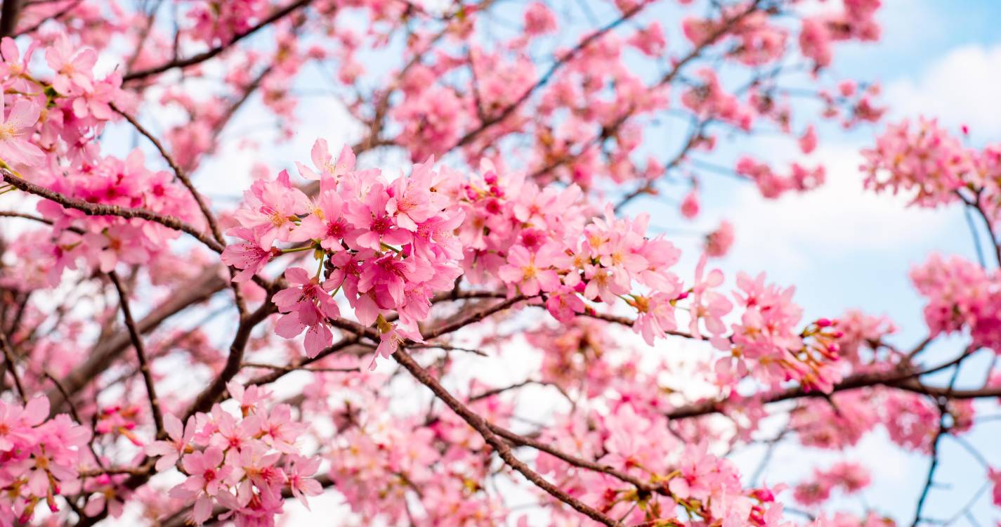 Grande Prémio das Cerejeiras em Flor corre-se no Jardim da Serra este domingo