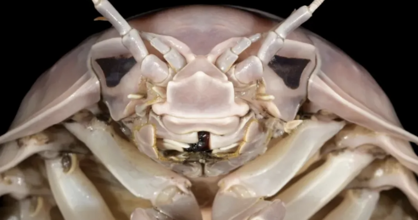 Nova espécie de inseto marinho gigante tem nome inspirado em Darth Vader