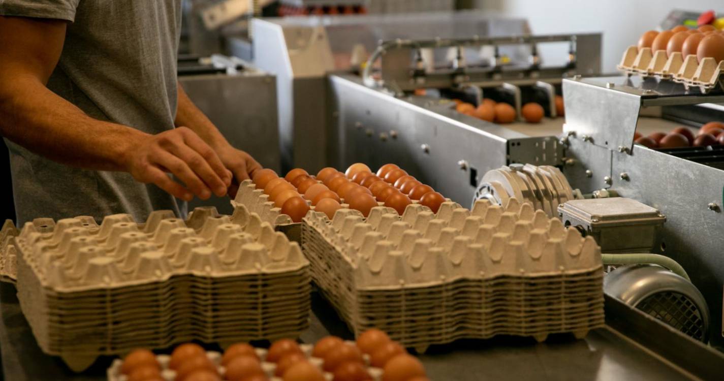 Abate de frango e produção de ovos cresceram, mas abate de gado e pesca registaram decréscimos