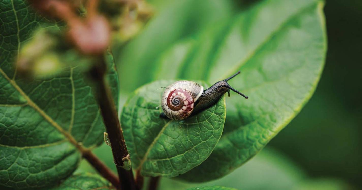 Estudo alerta para ameaça de extinção de algumas espécies de caracóis dos Açores