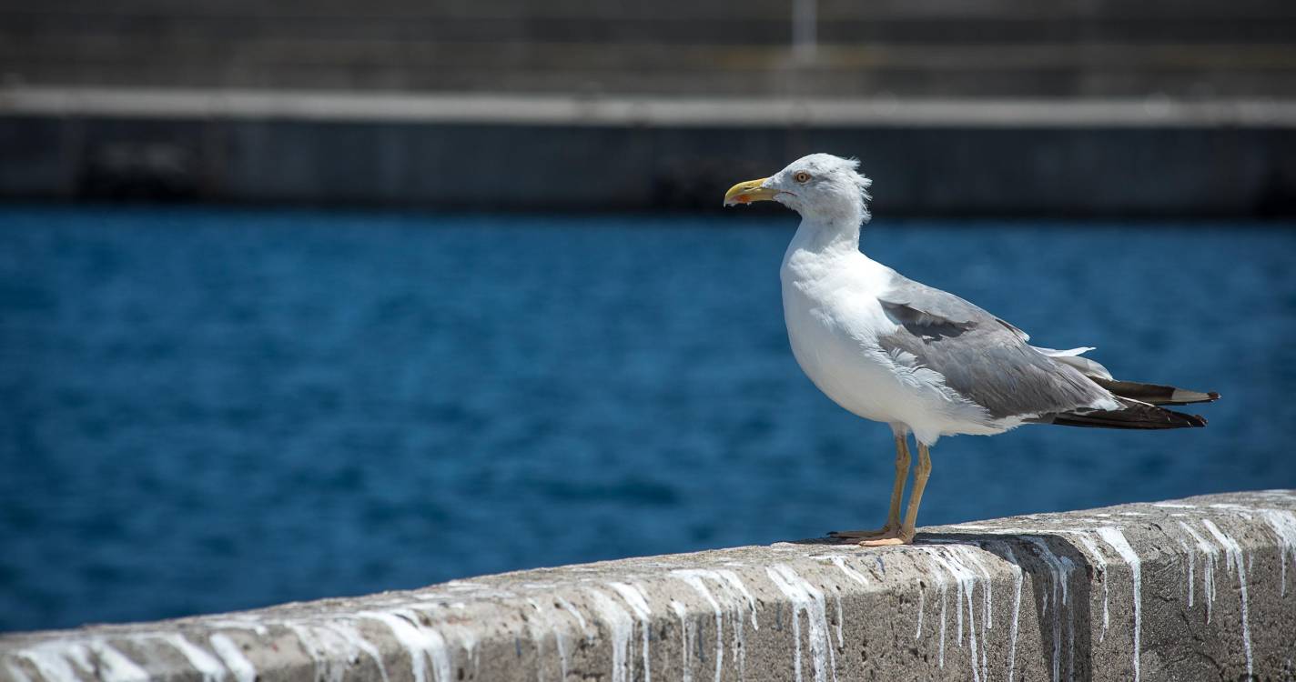 Caso de gripe das aves “não é um problema de saúde humana, mas sim animal”