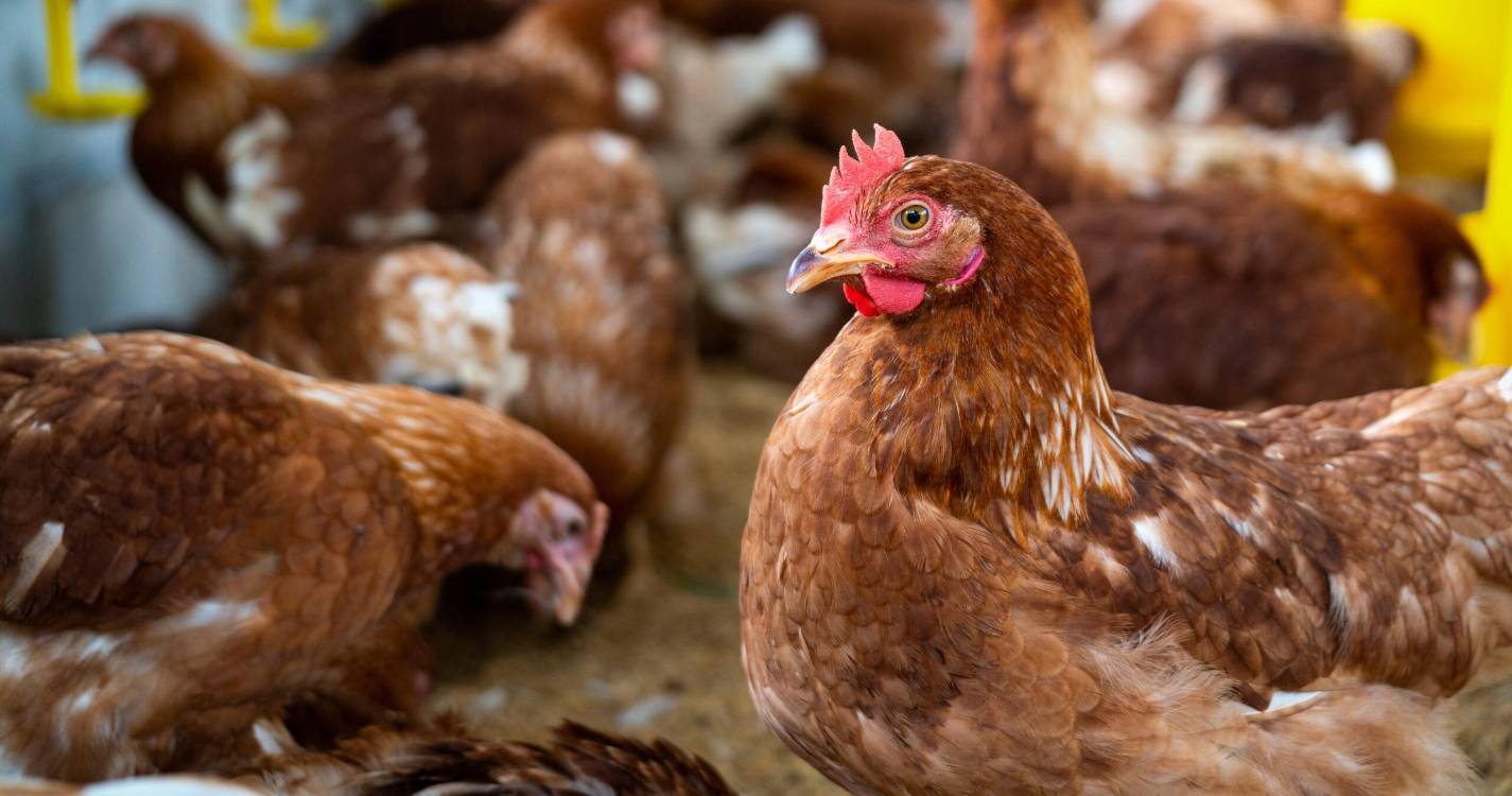 Menina de 3 anos: México regista primeira morte com gripe das aves